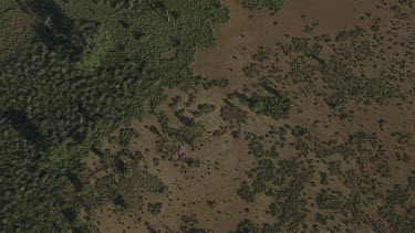 Aerial -Kimberley Region - red kangaroo relaxing from the heat