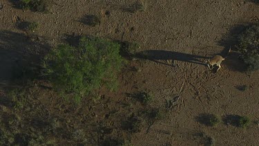 Aerial -Kimberley Region - red kangaroo relaxing from the heat