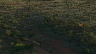 Aerial -Kimberley Region  - man walking in bush land
