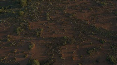 Aerial -Kimberley Region  - man walking in bush land