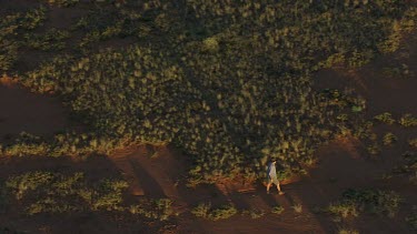 Aerial -Kimberley Region  - man walking in bush land