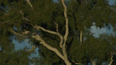 Aerial -Kimberley Region - Pan from tree to moon