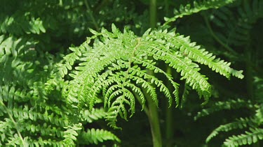 Young ferns in a forest in the dunes of Holland