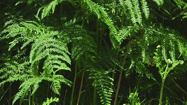 Young ferns in a forest in the dunes of Holland