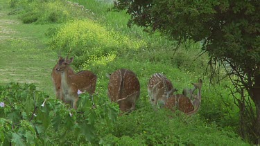 Fallow deer grazing. Bucks with large antlers. Butterflies flutter overhead. Typical spring time shot.  Tails flick and waving.