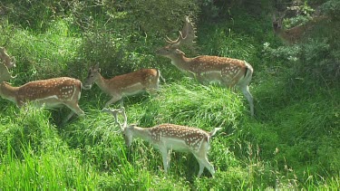 Fallow deer grazing. Pan following herd walking and grazing, very tall grass in foreground.