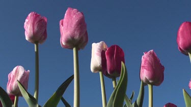 Tulips (Tulipa hemisphere) in a field in the Netherlands