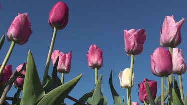 Tulips (Tulipa hemisphere) in a field in the Netherlands