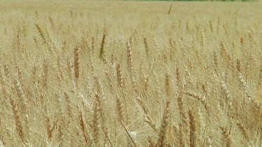 Wheat field background