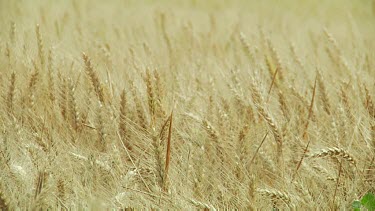 Wheat field background