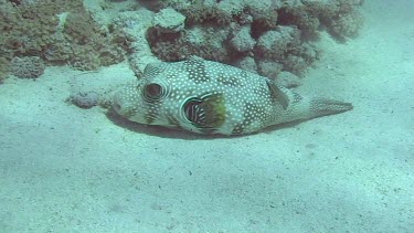 Black spotted pufferfish (arothron stellatus) resting on the bottom of the Red Sea