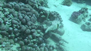 Black spotted pufferfish (arothron stellatus) swimming in the Red Sea