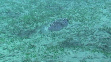 Black spotted pufferfish (arothron stellatus) swimming in the Red Sea