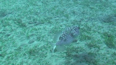 Black spotted pufferfish (arothron stellatus) swimming in the Red Sea
