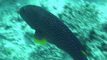 Grouper, blue body with blue spots and yellow edged fins, swimming in the Red Sea (Egypt)