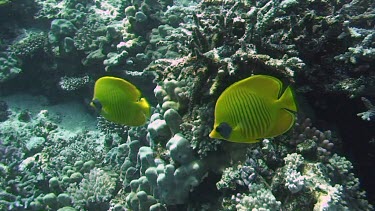 Two masked butterflyfish (chaetodon semilarvatus) swimming in the Red Sea (Egypt)