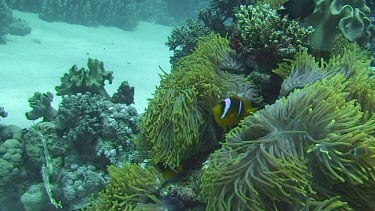 Red Sea anemonefish (amphiprion bicinctus) in the Red Sea (Egypt)