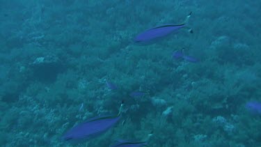 Shoal of Suez fusiliers (caesio suevica) swimming in the Red Sea