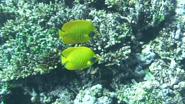 Two masked butterflyfish (chaetodon semilarvatus) swimming in the Red Sea (Egypt)