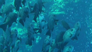 Large group of giant trevallies (caranx ignobilis) in the Red Sea