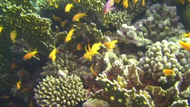 Group of scale fin anthias (pseudanthias squamipinnis) in the Red Sea