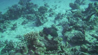 Bicolour parrotfish (cetoscarus bicolor) eating the coral in the Red Sea