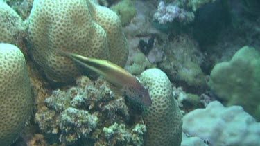 Cleaner wrasse (labroides dimidiatus) resting on the coral. Cleaning station.