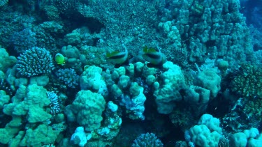 Small fish, Moorish Idol, swimming in the coral reef of the Red Sea, Egypt