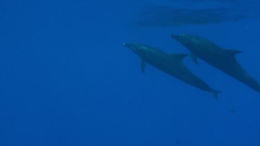 Two bottlenose dolphins swimming in the Red Sea