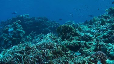 Small fish swimming in the coral reef of the Red Sea, Egypt