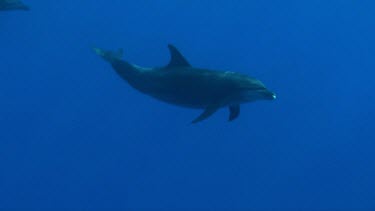 Two bottlenose dolphins swimming in the Red Sea