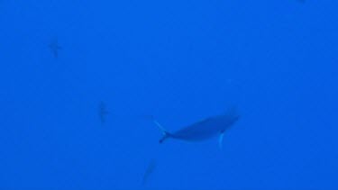 Lone lunar fusilier (Caesio lunaris) swimming in the Red Sea