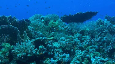 Small fish swimming in the coral reef of the Red Sea, Egypt
