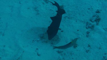 Redtooth triggerfish digging in the sand for food