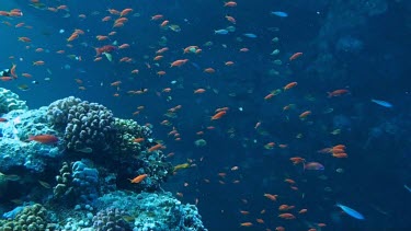 Scale fin antheas swimming near the coral reef in the Red Sea, Egypt