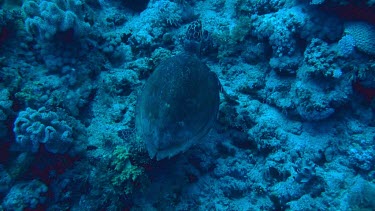 Hawksbill sea turtle resting on the coral reef in the Fury Shoal area of the Red Sea, Egypt
