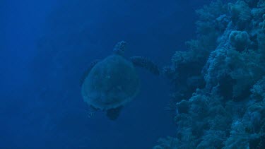 Hawksbill sea turtle swimming in the Fury Shoal area of the Red Sea, Egypt