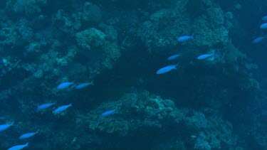 Shoal of lunar fusiliers (Caesio lunaris) swimming in the Red Sea