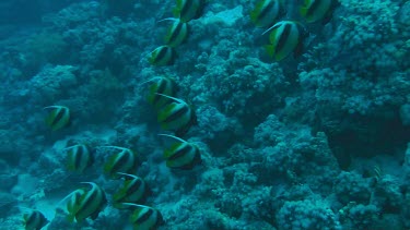Large group of Red Sea bannerfish, also called false Moorish Idols