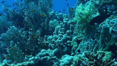 Scale fin antheas and half-and-half chromis swimming near the coral reef in the Red Sea, Egypt. Hard and soft corals.