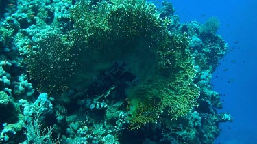 Small fish swimming in the coral reef of the Red Sea, Egypt. Soft and hard corals.