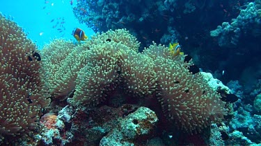 Anemone fish or clownfish near and in the coral reef