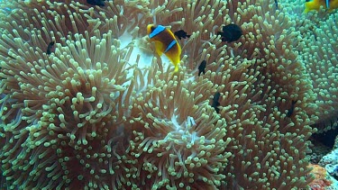 Anemone fish or clownfish near and in the coral reef