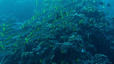 Shoal of one-spot snappers swimming in the Red Sea