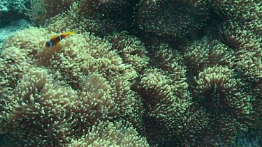 Anemone fish or clownfish near and in the coral reef.