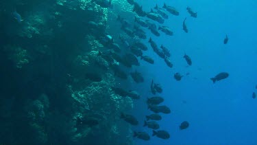 Large group of giant trevallies (caranx ignobilis) in the Red Sea, also called kingfish