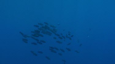 Large group of giant trevallies (caranx ignobilis) in the Red Sea, also called kingfish