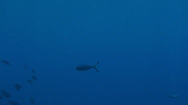 Lone lunar fusilier (Caesio lunaris) swimming in the Red Sea