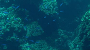 Shoal of Suez fusiliers swimming in the Red Sea. Little blue reef fish.