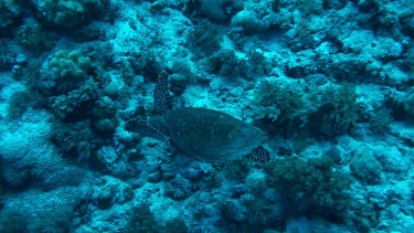 Hawksbill sea turtle swimming in the Fury Shoal area of the Red Sea, Egypt